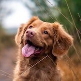 dog with tongue sticking out