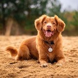 dog sitting in sand