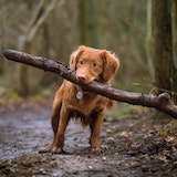 dog holding stick in its mouth